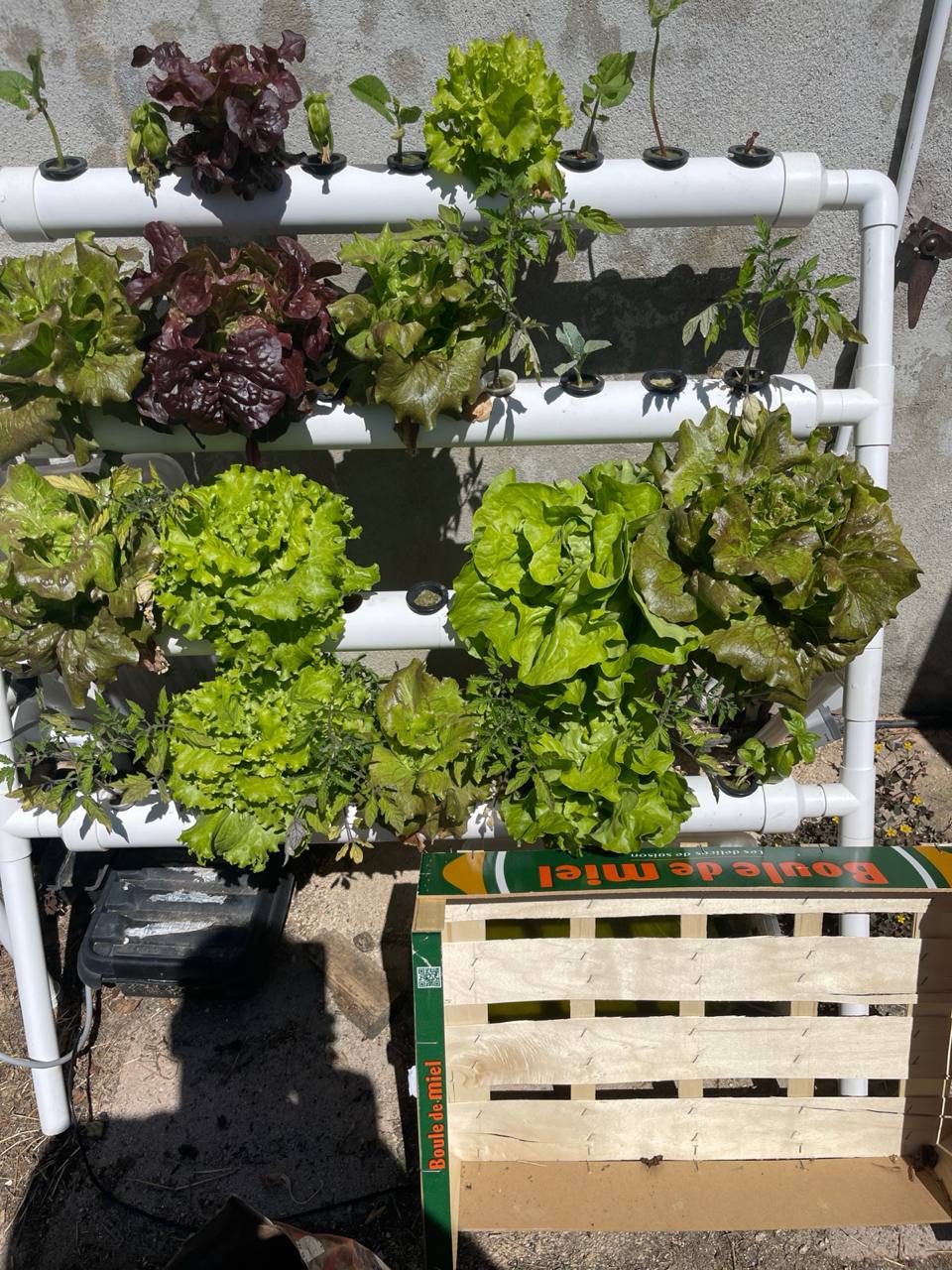 Potager hydroponique : étaler la production et diversifier