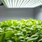 watts-m2-legumes-indoor